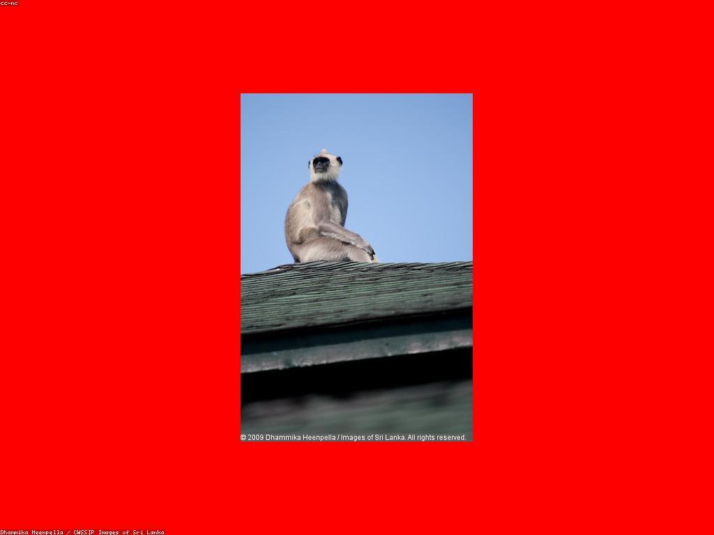 រចនាបទពិសោធន៍ស្នាក់នៅជាពិសេស